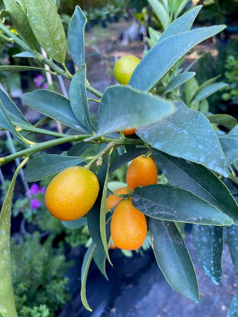Citrus Kumquat altura de 140 centímetros aprox. en macetero.