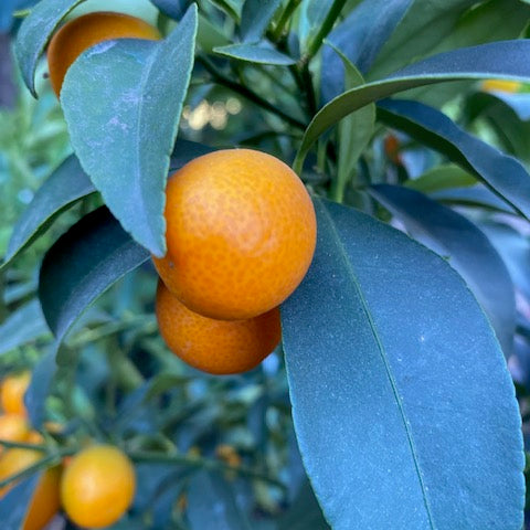 Citrus Kumquat altura de 140 centímetros aprox. en macetero.
