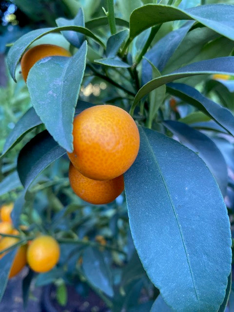 Citrus Kumquat altura de 140 centímetros aprox. en macetero.