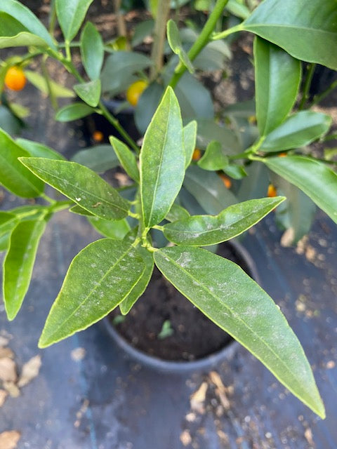 Citrus Kumquat altura de 140 centímetros aprox. en macetero.