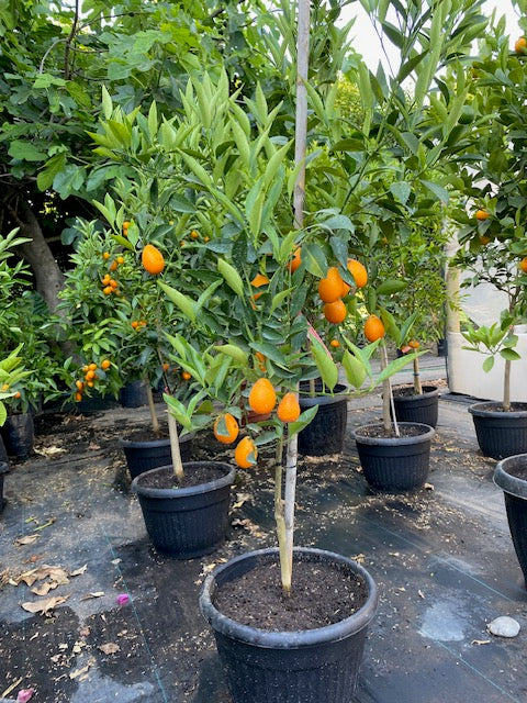 Citrus Mandariquat altura de 180 centímetros aprox., en macetero