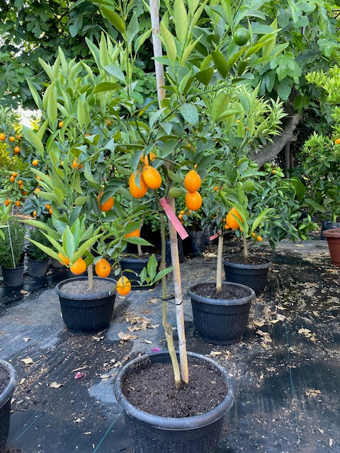 Citrus Mandariquat altura de 180 centímetros aprox., en macetero