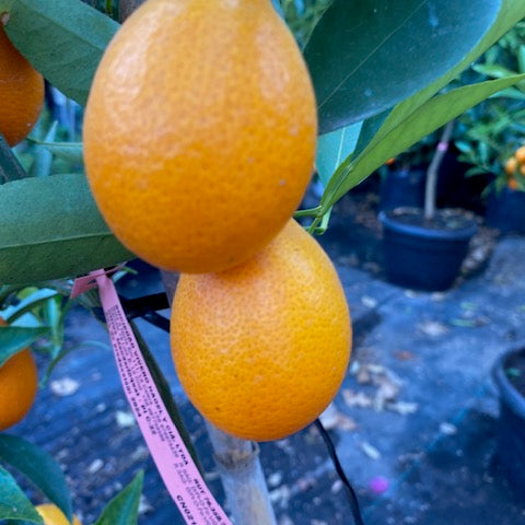 Citrus Mandariquat altura de 180 centímetros aprox., en macetero