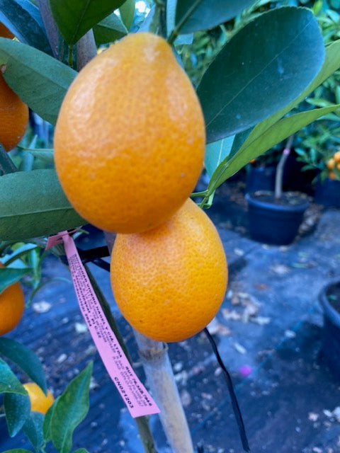 Citrus Mandariquat altura de 180 centímetros aprox., en macetero