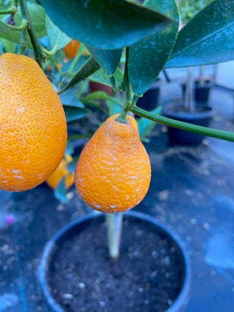 Citrus Mandariquat altura de 180 centímetros aprox., en macetero