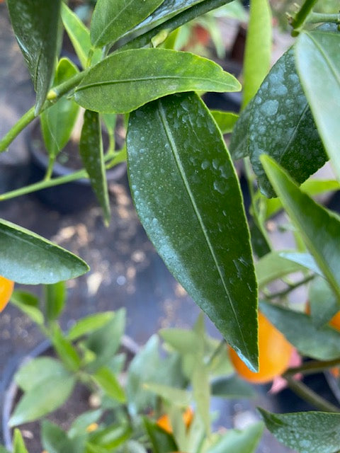 Citrus Mandariquat altura de 180 centímetros aprox., en macetero