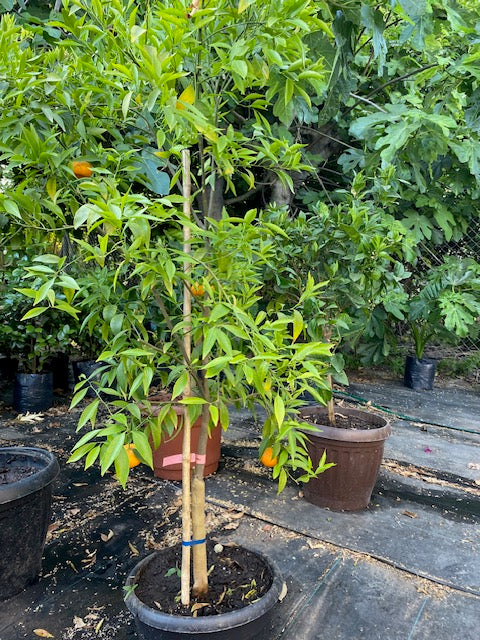 Mandarino Hoja Sauce altura de 180 centímetros aprox., en macetero.