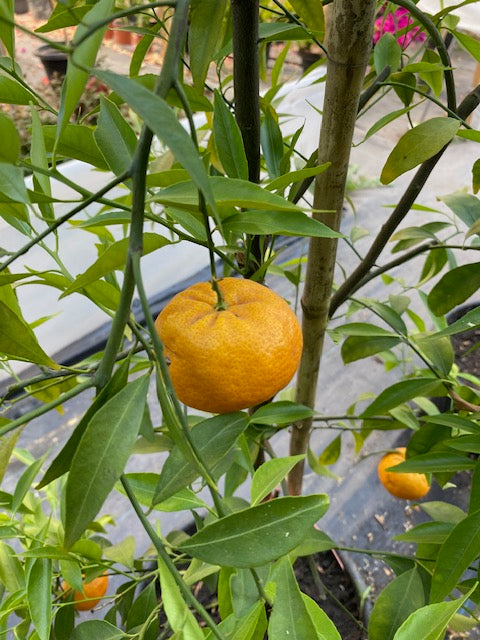 Mandarino Hoja Sauce altura de 180 centímetros aprox., en macetero.