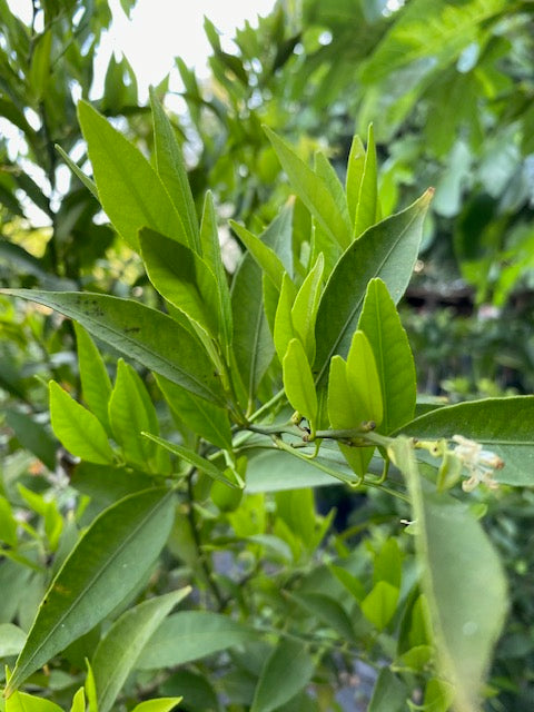 Mandarino Hoja Sauce altura de 180 centímetros aprox., en macetero.