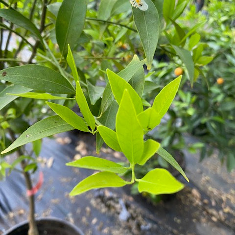 Mandarino Hoja Sauce altura de 180 centímetros aprox., en macetero.