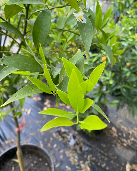 Mandarino Hoja Sauce altura de 180 centímetros aprox., en macetero.