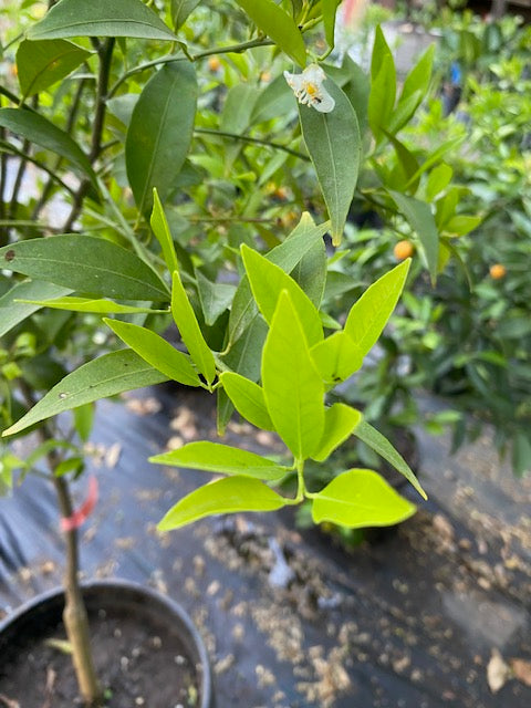 Mandarino Hoja Sauce altura de 180 centímetros aprox., en macetero.