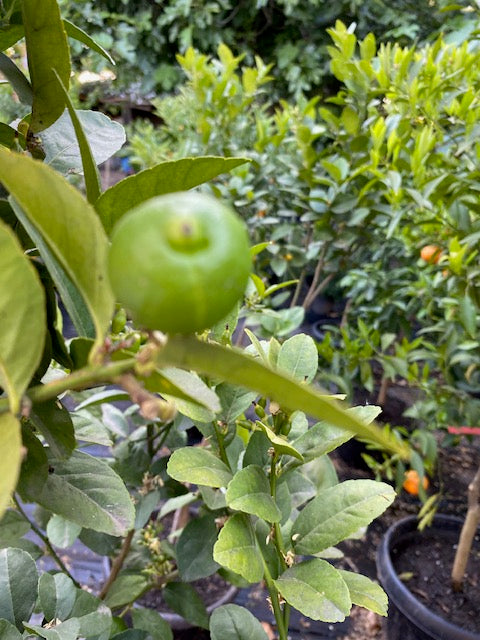 Lima Mexicana altura de 180 centím etros aprox., en macetero.