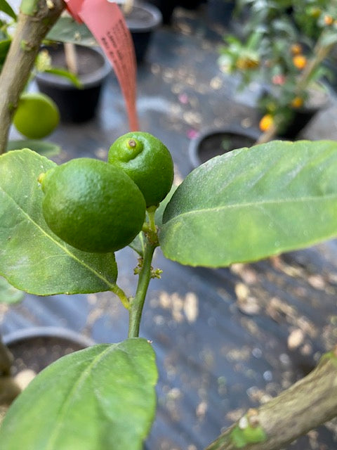 Lima Mexicana altura de 180 centím etros aprox., en macetero.