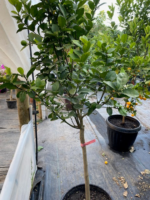 Lima Mexicana altura de 180 centím etros aprox., en macetero.