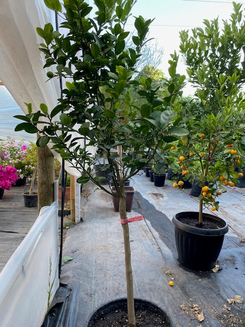 Lima Mexicana altura de 180 centím etros aprox., en macetero.