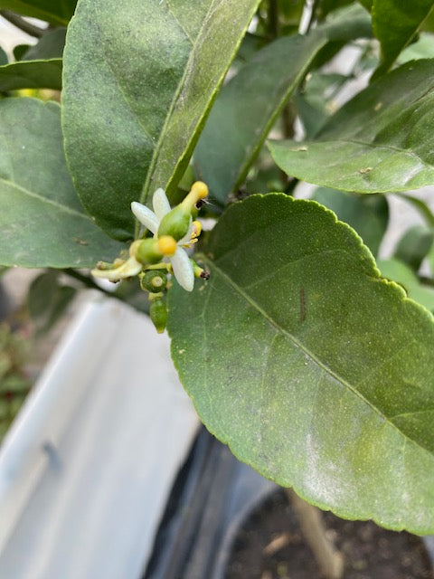 Lima Mexicana altura de 180 centím etros aprox., en macetero.