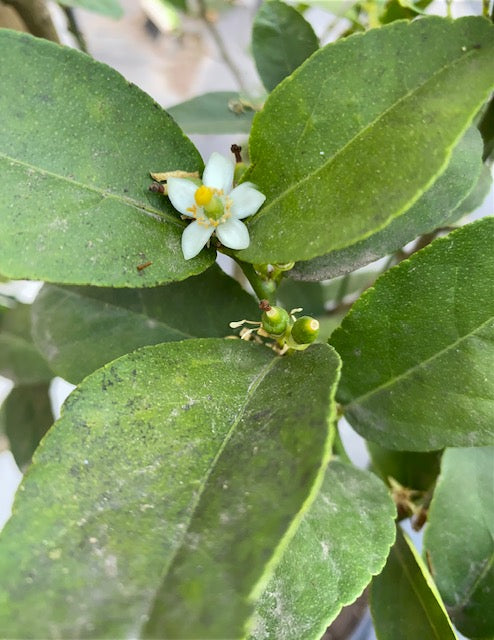 Lima Mexicana altura de 180 centím etros aprox., en macetero.