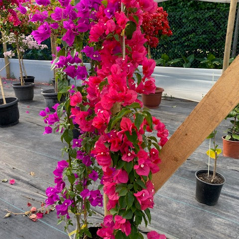 Bugambilia enredadera Grande, altura 150 centímetros aprox., en bolsa