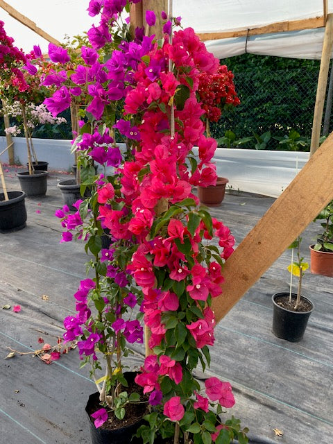 Bugambilia enredadera Grande, altura 150 centímetros aprox., en bolsa