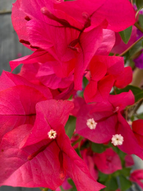 Bugambilia enredadera Grande, altura 150 centímetros aprox., en bolsa