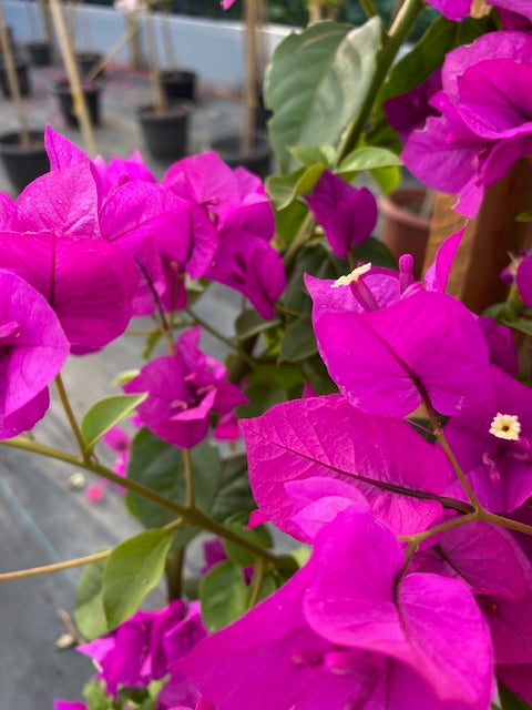 Bugambilia enredadera Grande, altura 150 centímetros aprox., en bolsa