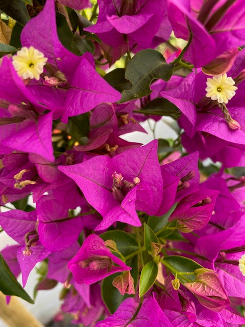 Bugambilia enredadera Grande, altura 150 centímetros aprox., en bolsa