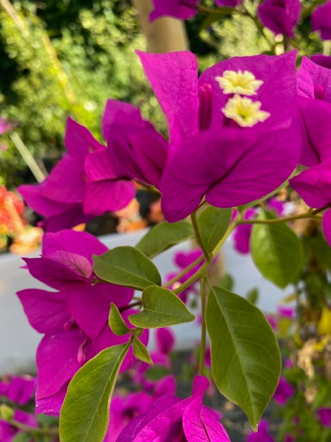 Bugambilia enredadera Grande, altura 150 centímetros aprox., en bolsa
