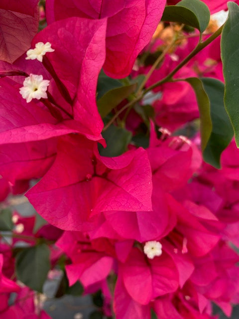 Bugambilia enredadera Grande, altura 150 centímetros aprox., en bolsa