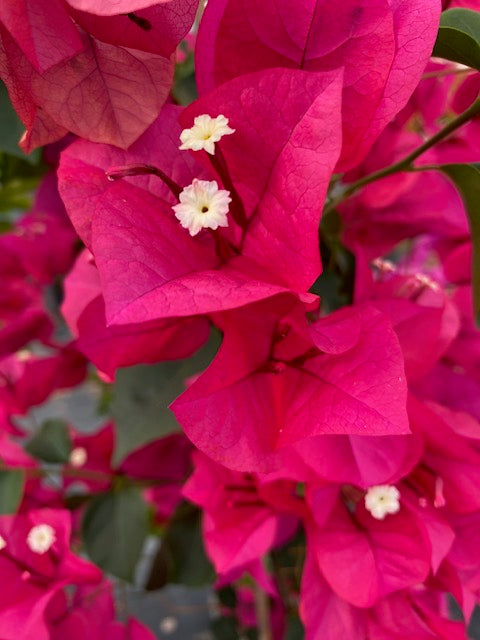 Bugambilia enredadera Grande, altura 150 centímetros aprox., en bolsa