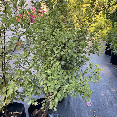 Nigrigans altura 100 centímetros aprox., en bolsa.