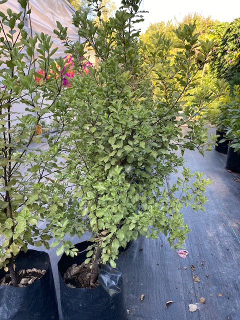 Nigrigans altura 100 centímetros aprox., en bolsa.