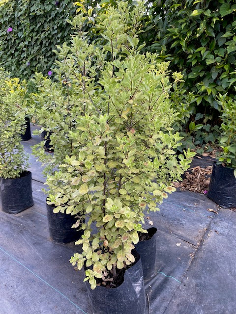 Nigrigans altura 100 centímetros aprox., en bolsa.