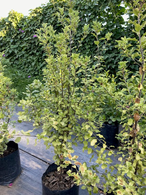 Nigrigans altura 100 centímetros aprox., en bolsa.