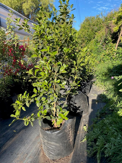 Laurentina Bola altura de 100 centímetros aprox., en bolsa.