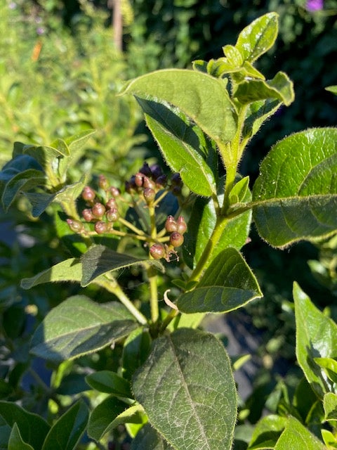 Laurentina Bola altura de 100 centímetros aprox., en bolsa.