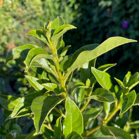 Laurentina Bola altura de 100 centímetros aprox., en bolsa.