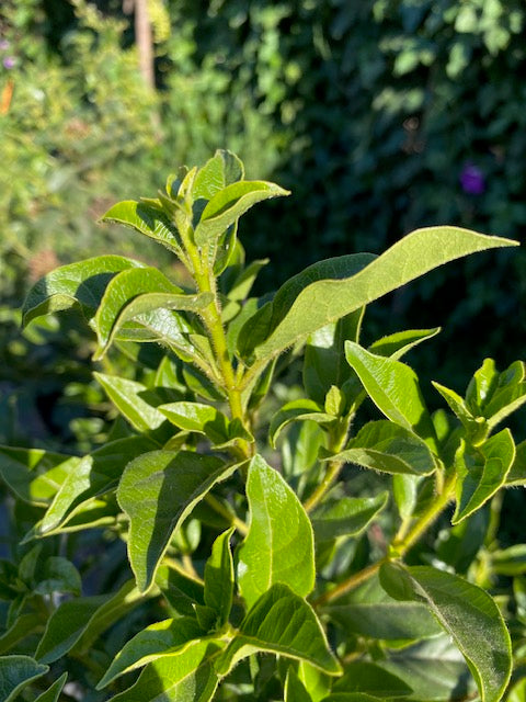 Laurentina Bola altura de 100 centímetros aprox., en bolsa.