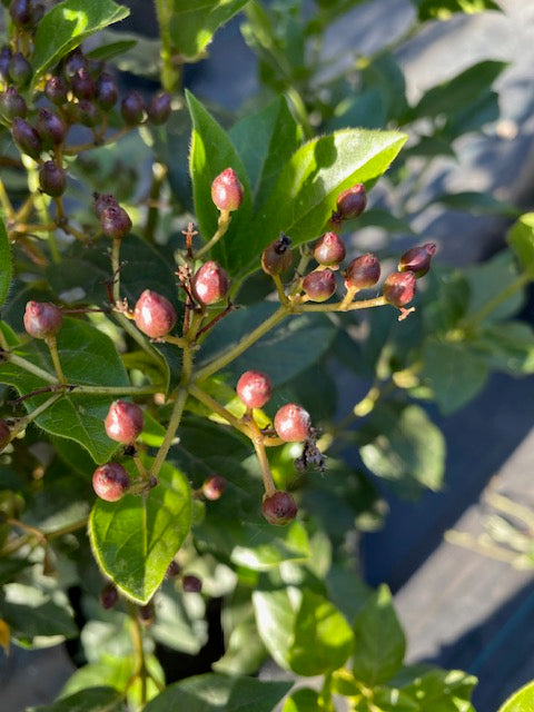 Laurentina Bola altura de 100 centímetros aprox., en bolsa.