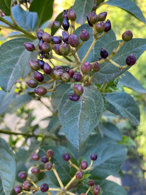 Laurentina Bola altura de 100 centímetros aprox., en bolsa.