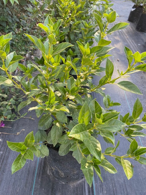 Laurentina Bola altura de 100 centímetros aprox., en bolsa.