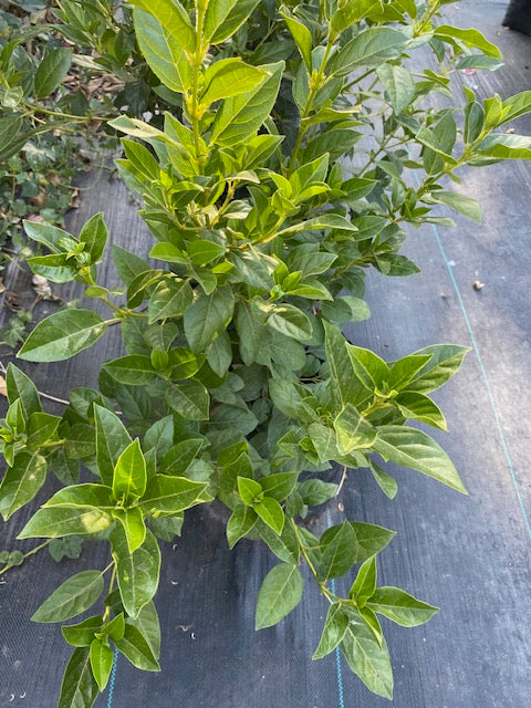 Laurentina Bola altura de 100 centímetros aprox., en bolsa.