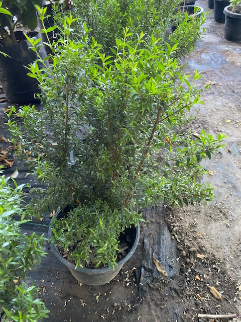 Mirto altura 30 centímetros aprox., en bolsa .