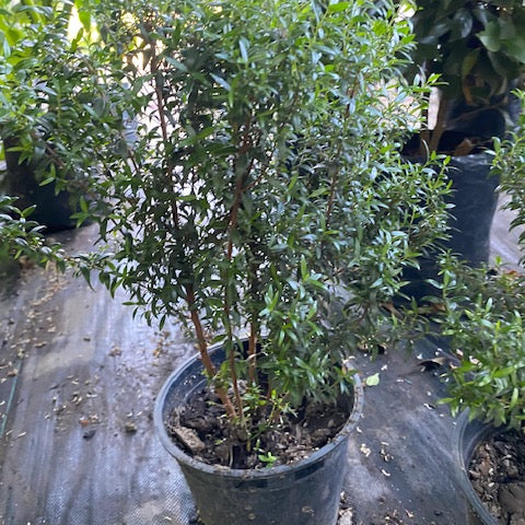 Mirto altura 30 centímetros aprox., en bolsa .