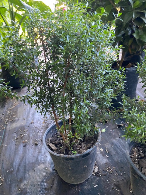 Mirto altura 30 centímetros aprox., en bolsa .