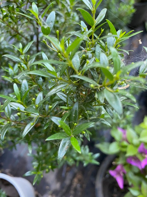 Mirto altura 30 centímetros aprox., en bolsa .