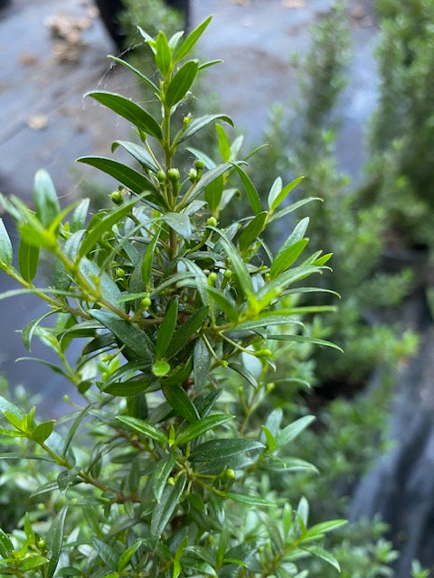 Mirto altura 30 centímetros aprox., en bolsa .
