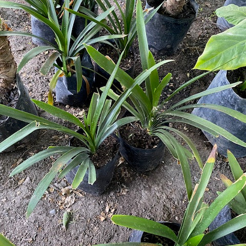 Clivia Naranjas altura de 40 centímetros aprox., en bolsa