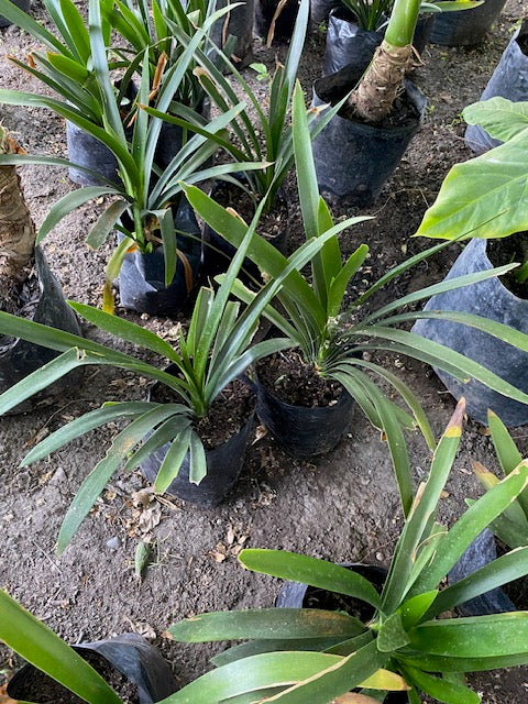 Clivia Naranjas altura de 40 centímetros aprox., en bolsa