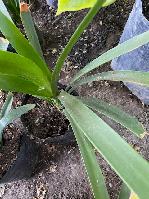 Clivia Naranjas altura de 40 centímetros aprox., en bolsa